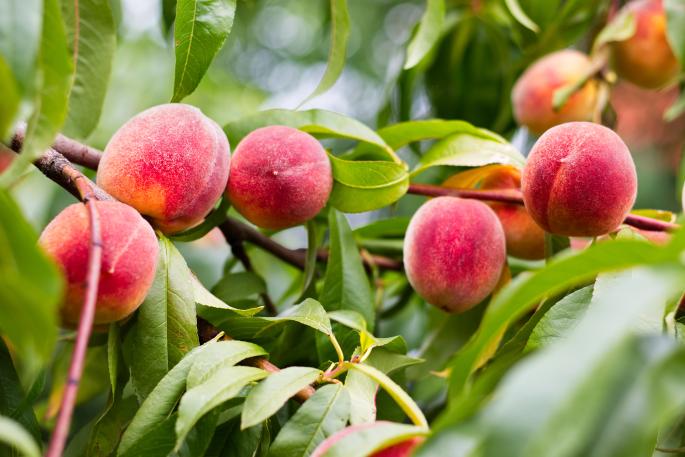 peaches