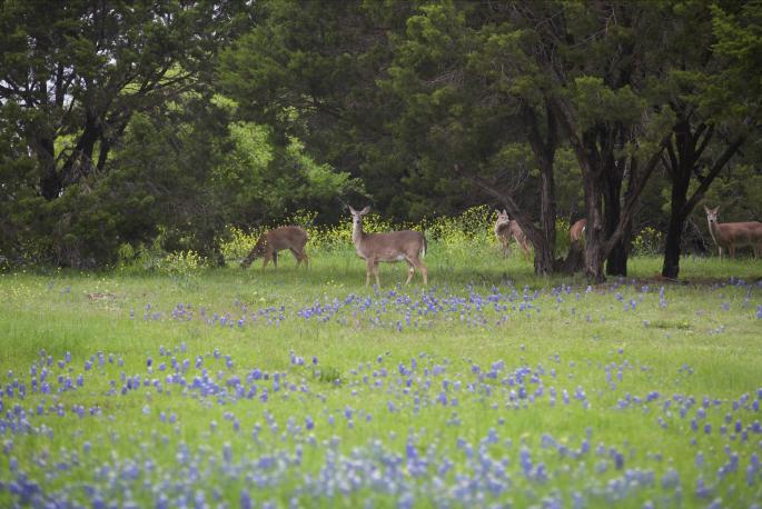 Blue Bonnets and Deer