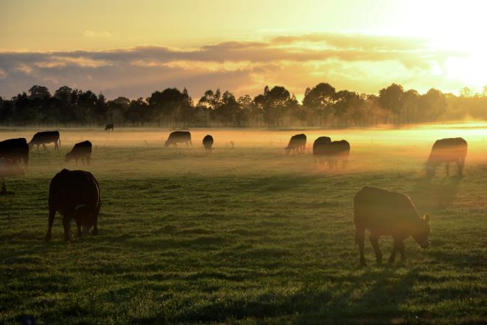 Cows in the fog