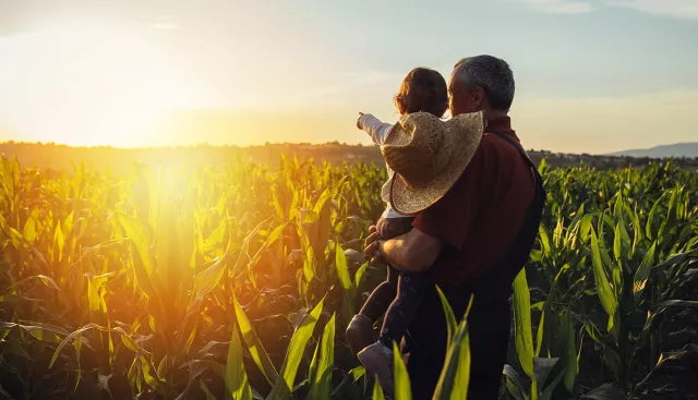 Photo of father holding child in cornfield looking at the sunset